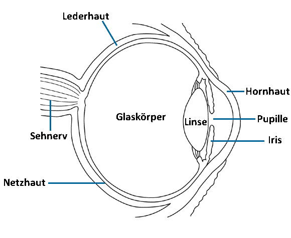 Auge anatomisch