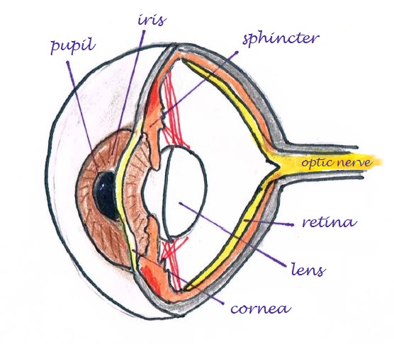 Aufbau des menschlichen Auges.