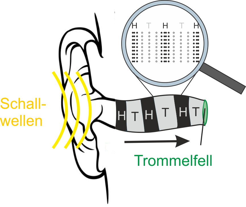 Die Luftdruckschwingung kann durch das Trommelfell wahrgenommen werden